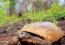 Voices for Biodiversity: An Interview with Wildlife Biologist Joan E. Berish